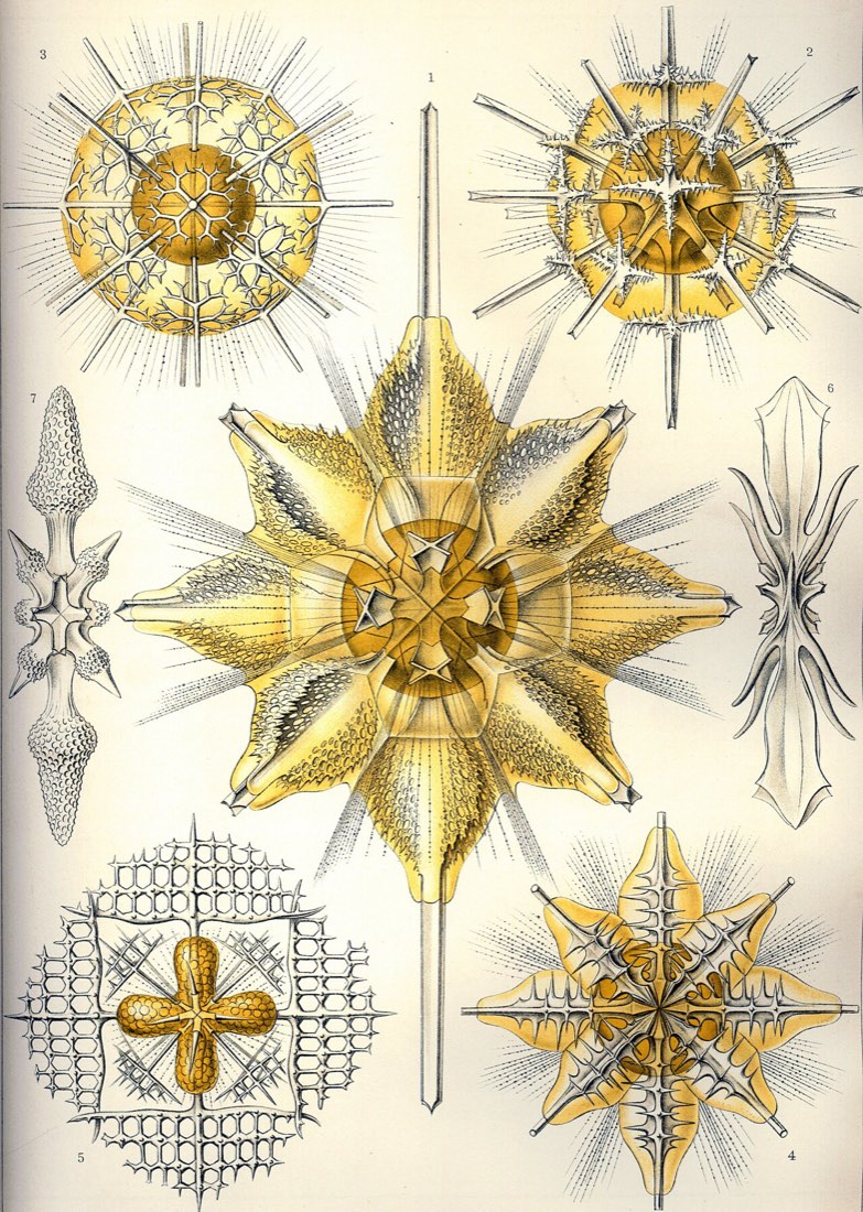 Ernst Haeckel's plate of Acanthometra
